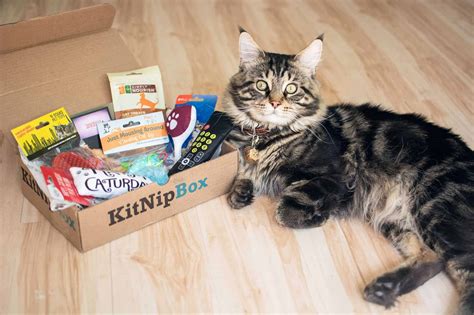Cat box subscription. Things To Know About Cat box subscription. 